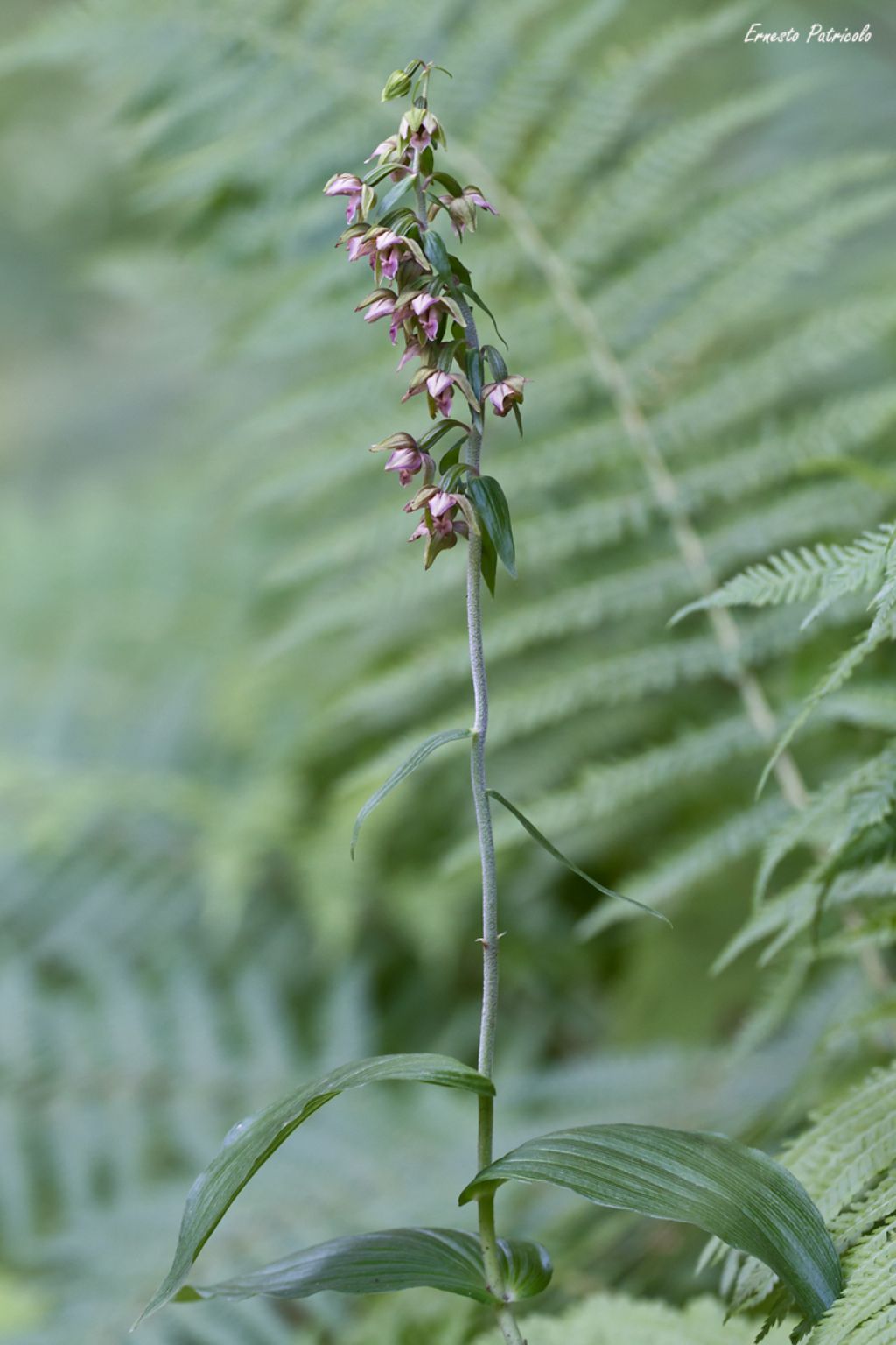 orchidea da identificare